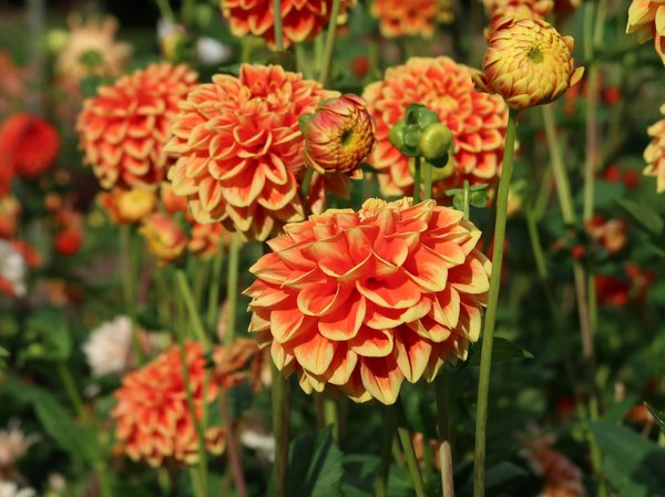 Pourquoi faire appel à une architecte et décoratrice d'intérieur pour la rénovation de son habitation?