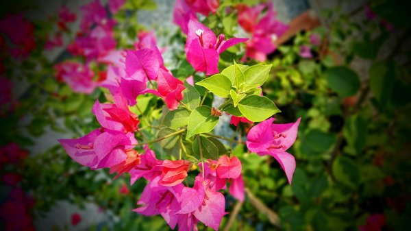 Femme de ménage à Lille : conseils pour trouver celle qu'il vous faut