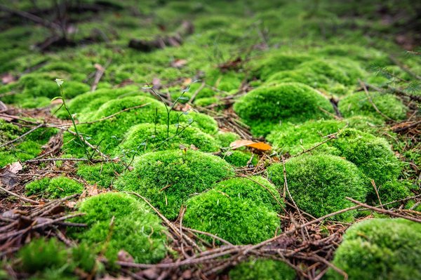 Quelle saison choisir pour un traitement anti-mousse efficace ?